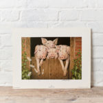 Pigs Painting