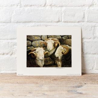 Sheep Print by Oxenham Art Gallery