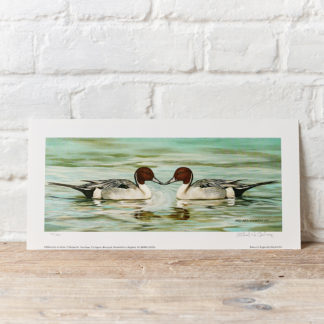 Pintails painting