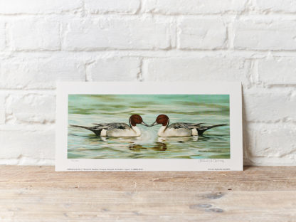 Pintails painting