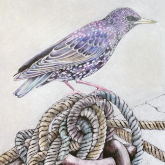 West Bay Starling Painting by Margaret Taylor