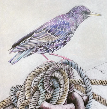 West Bay Starling Painting by Margaret Taylor